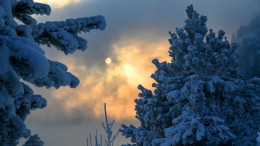 «Отравились и все вместе лежат»: еще одна версия исчезновения Усольцевых в тайге