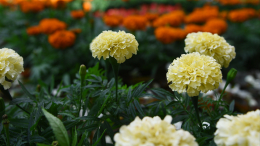 Бархатцы с июня: как правильно вырастить дома крепкую рассаду цветов