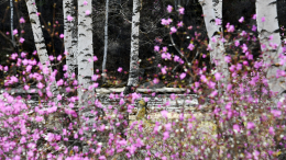 «Спасибо» березе: аллергикам посоветовали уехать из Москвы