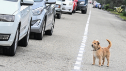 Душераздирающая картина: щенок едва не погиб под колесами авто в Москве