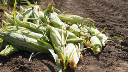 Радиоактивную кукурузу и пшеницу более пяти лет выращивали в Чернобыле