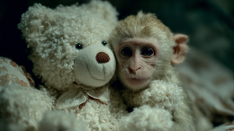 Новый Панч: игрушка заменила маму обезьянке Юдзи в зоопарке Мексики