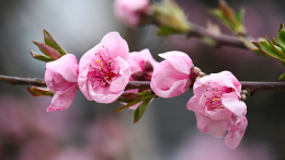 Раньше срока: в Петербурге началось цветение сакуры