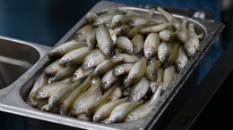 Золотая рыбка: почему корюшка в Петербурге с каждым годом становится все дороже