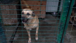 В России штрафы за выброшенных животных могут вырасти в 10 раз