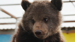 Едва не утонул: в Северной Осетии спасли медвежонка-сироту