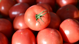 Спасают от цирроза и жировой болезни: раскрыты полезные свойства томатов