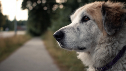 Чудесное спасение: собака вернулась к хозяйке спустя пять лет разлуки