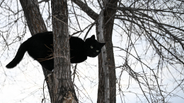 Залез и не смог слезть: кот на двое суток застрял на 25-метровой сосне