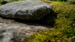 Угроза для урожая: как избавить дачный участок от захватившего его мха