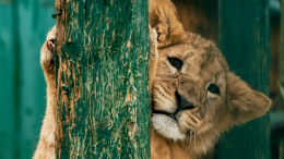 Потеряла сознание от боли: львенок изувечил трехлетнюю девочку в цирке