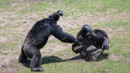 Плели интриги и теснили оппозицию: гражданская война вспыхнула между шимпанзе