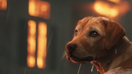 Награда за храбрость: пес спас хозяев от гибели при сильном пожаре