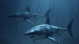 Блогеры и знаменитости провоцируют рост числа нападений акул на людей