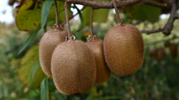 Сладкий отдых в одной порции: киви признан лучшим природным снотворным