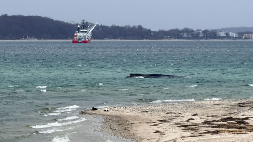 Биотопливо сделают из застрявшего на Балтике кита Тимми