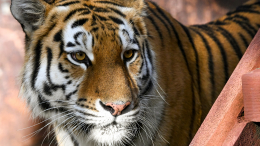 В цирке Ростова-на-Дону тигр выпрыгнул в зрительский зал