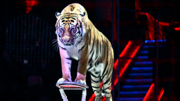 Дрессировщица рассказала о пострадавших в цирке Ростова-на-Дону после инцидента с тигром