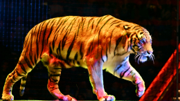 «Безопасность никакая»: посетительница цирка в Ростове-на-Дону рассказала о встрече с тигром