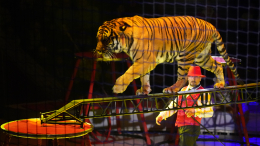 «Воспитанная тигрица»: как удалось избежать трагедии в ростовском цирке