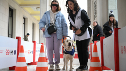 Путь к службе: как готовят к работе собак-поводырей