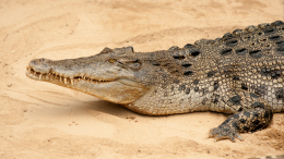 В Зимбабве крокодил пробрался в ресторан отеля и лег отдыхать на диван