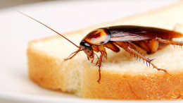 Микробы на лапках: как тараканы становятся курьерами опасных для человека болезней