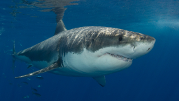 Белые акулы рискуют «свариться заживо» из-за глобального потепления