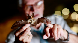 Опасные деликатесы: поедающие летучих мышей хищники разносят смертельный вирус