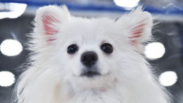 Мал да удал: в Японии померанский шпиц впервые стал полицейским псом