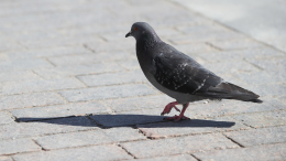 Сбили голубя — платите: водителей предупредили о неожиданном штрафе