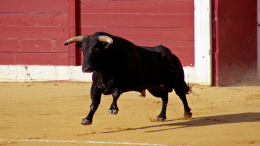«Никогда не испытывал такой боли»: бык порвал прямую кишку тореадору на арене