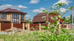 И за борщевик сдерут, и за мусор: новые мошеннические схемы обмана дачников