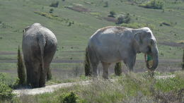 Защищали потомство: разъяренные слоны насмерть затоптали миллионера