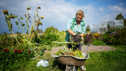 Дачников предупредили о риске заражения «мышиной болезнью»