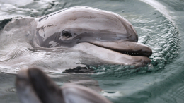 В Черном море впервые за 30 лет проведут перепись дельфинов