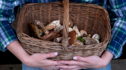 Собирать грибы станет сложнее: в России введут новые правила с 2027 года