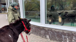 Гигантских выдр из Московского зоопарка впечатлил осел Жорик