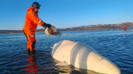 Увлеклась охотой: в Охотском море спасли застрявшую на отмели белуху