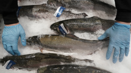 Россия ввела ограничения на поставки рыбной продукции из Армении