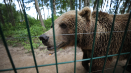 Медведи Миша и Гриша третий год ждут спасения в тесной клетке в Дагестане