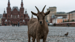 Москвича арестовали за прогулку по Красной площади с козленком