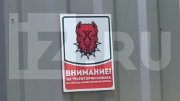 Собаки напали на пятилетнего ребенка в Подмосковье