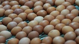 Опасный антибиотик нашли в продукции крупнейшей птицефабрики Ленобласти