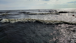 Токсичные водоросли атаковали балтийское побережье Германии