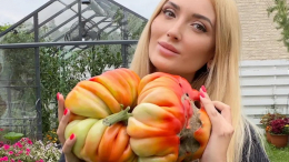 Садовод из Красноярска вырастила помидор-великан весом 4,6 килограмма