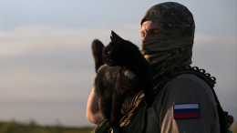 «Воспринимали это как сигнал»: как кот Василий помогал бойцам СВО