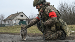 Кошка спасала от мин, пес погиб в схватке с дроном: животные-герои СВО