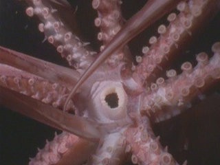 National Geographic: «Морские чудовища. Поиски гигантского кальмара»