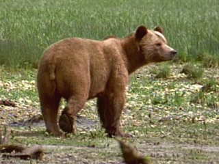 National Geographic «Медвежий остров»